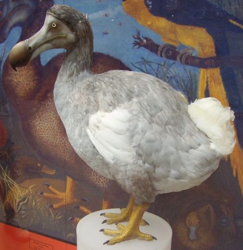 Dodo-fugl, Leiden, Zuid-Holland, Sør-Nederland, Nederland