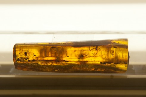 Amber heter rav på norsk, og er komprimert og forstenet kvae fra millioner av år tilbake - her med innkapslede insekter. Rav har siden antikken vært meget etterspurt til blant annet smykker. Amber museum, ravmuseet, Katedralplassen, Pilies, Markedsplassen, Vilnius, historisk, gamleby, Unesco Verdensarven, Lithauen, Baltikum