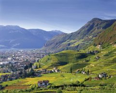 Utsikt over Bolzano og vinmarkene ved Santa Magdalena. Foto: © Alto Adige Marketing / Clemens Zahn Vinmarkene Santa Magdalena, Bolzano, Bozen, Alto Adige, Tyrol, Süd-Tirol, Nord-Italia, Italia