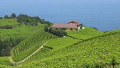 Txakoli er lett vin, som har vært produsert av bøndene lokalt gjennom århundrer. Foto: © Turismo San Sebastián San Sebastián, ferieby, badeby, Playa de la Concha, gourmet, pintxo, Donostia, Baskerland, Guipuzskoa, surfing, Nord-Spania, Spania