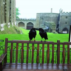 To av kongefamiliens Royal Ravens, som bor her og behandles som en del av kongefamilien. Tower © Historic Royal Palaces London Tower, London, British Museum, romerne, middelader, historisk, Unescos liste over Verdensarven, Tower, England Storbritannia