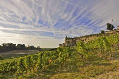 Mange av de beste vinmarkene ligger i skråningen mellom de gamle bymurene og elven Dordogne. Foto: © Agence Heurisko St Émilion, Saint Emilion, La Jurade, vin, Unescos liste over Verdensarven, romertid, middelalder, Monolittkirken, Bordeaux, Pomerol, Fronsac, Bordeaux, Vest-Frankrike