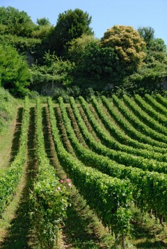 Det har vært dyrket vin i området rundt St.-Émilion siden romertiden. Man gjør stadig arkeologiske funn i vinmarkene. Foto: © Anne Lanta St Émilion, Saint Emilion, vin, Unescos liste over Verdensarven, romertid, middelalder, Monolittkirken, Bordeaux, Pomerol, Fronsac, Bordeaux, Vest-Frankrike