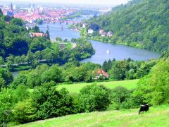 Heidelberg ligger i dalen Neckartal, noe som gir byen et varmt og stabilt klima. Foto: © Heidelberg Marketing GmbH Heidelberg, Altstadt, Marktplatz, Alte Brücke, Neckar, Schloss Heidelberg, Unescos liste over Verdensarven, Baden-Württemberg, Sør-Tyskland