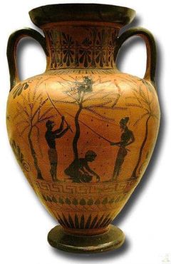 Man høster oliven i dag på samme måte som for 2.500 år siden. Vase fra Vulci ca år 520 f. Kr. er utstilt i British Museum. Kilde: Wikipedia Hvar, Stari Grad, Unescos liste over Verdensarven, romertid, grekere, Pharos, Venezia, venetiansk, kirker, middelalder, arkitektur, gotikk, renessanse, oldtidskirker, Makarska-kysten, Kroatia