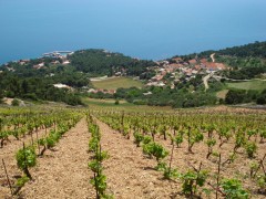 Det ble svelt-i-hjel på Hvar og fraflytting da øyas vinmarker ble rammet av sykdommen phylloxera sent på 1800-tallet. I dag produseres det kvalitetsviner som aldri før. Foto: © Hvar Tourist Board Hvar, Stari Grad, Unescos liste over Verdensarven, romertid, grekere, Pharos, Venezia, venetiansk, kirker, middelalder, arkitektur, gotikk, renessanse, oldtidskirker, Makarska-kysten, Kroatia