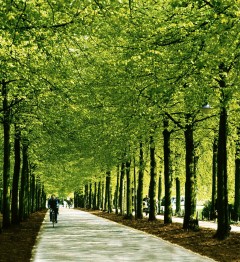 Münsters Promenadensring omringer hele Münsters gamleby og brukes både av fotgjengere og syklister. Foto: © Presseamt Münster Münster, Tyskland, Vest-Tyskland, Westfalen, Prinzipalmarkt, middelalder, Freden i Westfalen, Friedenssal, anabaptistene, LWL Museum Münster, Thürmerin, Dom St. Paul, Lamberti-kirche